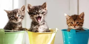 Studimi/Macet vrasin deri në 270 milionë kafshë në vit