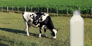 Kriza e blegtorisë, numri i bagëtive dhe prodhimi i qumështit në rënie të shpejtë me 2021