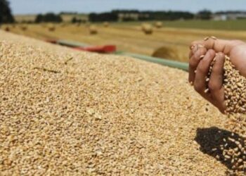 Ambasadori i Kievit në Ankara: Turqia po blen grurin e vjedhur nga Rusia