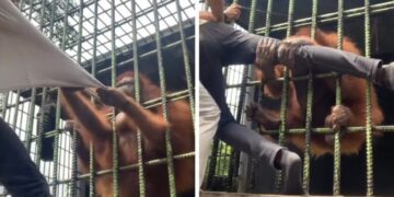 “Tërbohet” majmuni, tërheq pas hekurave vizitorin 19-vjeçar (VIDEO)