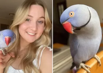 Papagalli thyen rekordin në rrjetet sociale, 4.2 milionë ndjekës adhurojnë Hamletin (VIDEO)