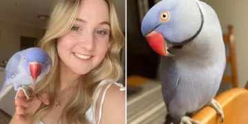 Papagalli thyen rekordin në rrjetet sociale, 4.2 milionë ndjekës adhurojnë Hamletin (VIDEO)