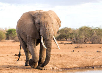 Ra në një kanal në Tajlandë, veterinerët i shpëtojnë jetën elefantit (FOTO-VIDEO)