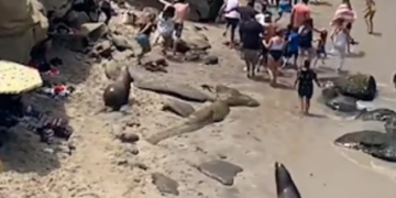 Luanët e detit frikësojnë pushuesit, po grindeshin se cilat femra mund të merrnin (VIDEO)