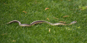 Frikëson shitësen dhe klientët, shkoi në dyqan me gjarprin e saj (VIDEO)