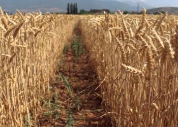 Shpërthimet trondisin portin ukrainas disa orë pas marrëveshjes së grurit