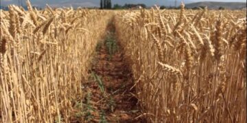 Shpërthimet trondisin portin ukrainas disa orë pas marrëveshjes së grurit