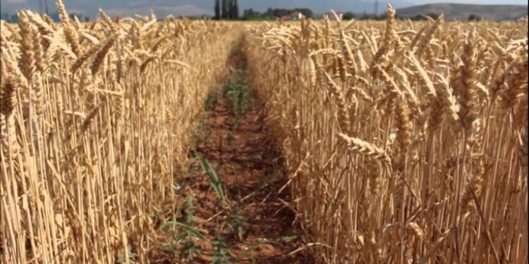 Shpërthimet trondisin portin ukrainas disa orë pas marrëveshjes së grurit