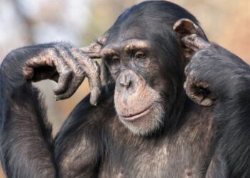 Video bëhet virale, momenti ku majmunët ia shkulin flokët vajzës në kopshtin zoologjik
