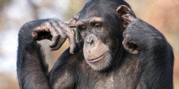 Video bëhet virale, momenti ku majmunët ia shkulin flokët vajzës në kopshtin zoologjik