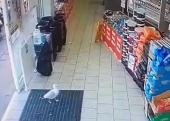 Nuk ka të ngopur, pamjet kapin pulëbardhën hajdute (VIDEO)