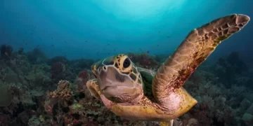 Dështojnë përpjekjet për një marrëveshje globale të “jetës detare”