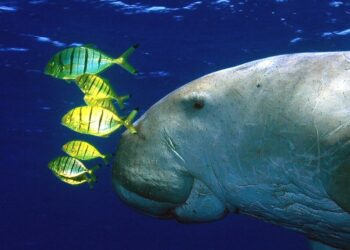 Dugong: Kafsha që frymëzoi tregimet për sirenat e zhdukur në Kinë