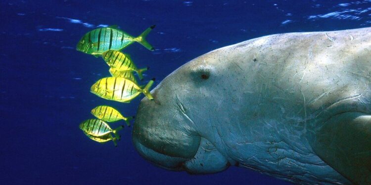 Dugong: Kafsha që frymëzoi tregimet për sirenat e zhdukur në Kinë
