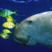 Dugong: Kafsha që frymëzoi tregimet për sirenat e zhdukur në Kinë