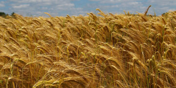 Krifca me fermerët në Maliq prezanton thirjen e re për grurin vendas