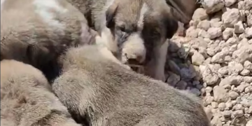 Turqi/Qeni kërkonte ndihmë për këlyshët e saj, veterineri i nxjerr nga rrënojat