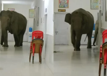 Çudira nga bota/ Elefantët shëtisin të lirë brenda spitalit ushtarak (VIDEO)