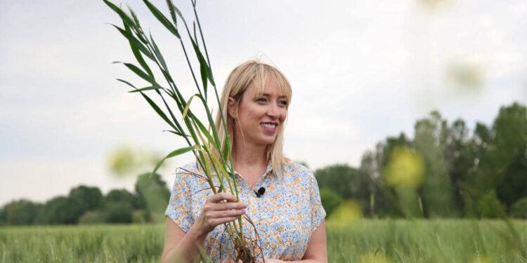 Nisin aplikimet për mbështetjen e prodhuesve të grurit/Frida Krifca: Deri në fund të vitit mbështesim rreth 50 mijë fermerë
