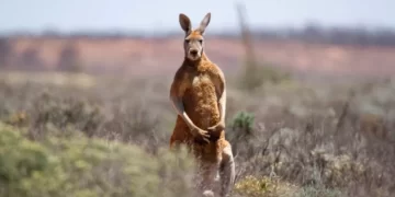 E mbante në shtëpi, kanguri i merr jetën 77-vjeçarit