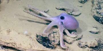 Shkencëtarët habiten nga oktapodi i rrallë dhe sfungjeri i detit “zombie”