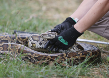 Aligatori del nga barku i pitonit (VIDEO)