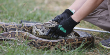 Aligatori del nga barku i pitonit (VIDEO)