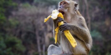 “Rama merr drejtimin e “Opinion”, Fevziu kryeministër”, skenari sipas Kikos