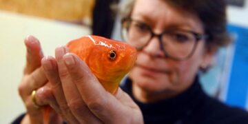 Peshqit e artë kanë kujtesë të mirë