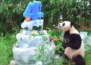 Koreja e Jugut: Sistemi i moshës do të standardizohet nga viti 2023