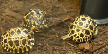 Breshka 90-vjeçare bëhet “baba”, 3 të vegjëlit e saj ndodhen në kopshtin zoologjik “Houston”