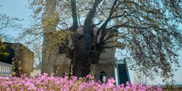 Sot Fitër Bajram, politika uron besimtarët myslimanë