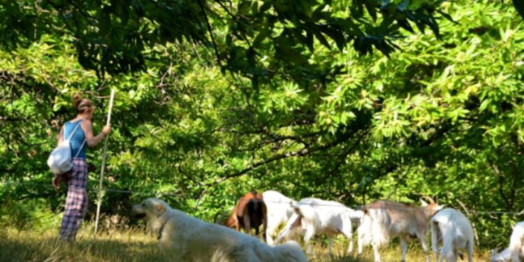 Hapet shkolla për barinj në Itali