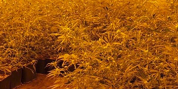 Faturë e shtrenjtë energjie, si u zbulua plantacioni me kanabis në Spanjë, në pranga katër shqiptarë