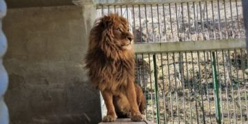 Luani del nga kafazi, cirku boshatiset me sekonda(VIDEO)