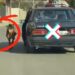 Me dhinë pas makine, Rrugorja e Tiranës gjen shoferin pas videove në internet dhe e gjobit me 550 mijë lekë