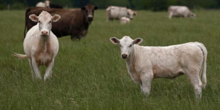 Shpërthim në një fermë në Teksas, rreth 18 mijë lopë të ngordhura