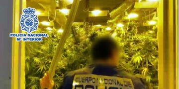 Zbulohen dy plantacione kanabisi në Spanjë, në pranga tre shqiptarë