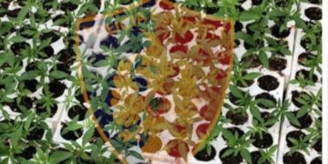 Sekuestrohen 500 fidanë kanabis në Vaun e Dejës, asnjë gjurmë nga kultivuesit