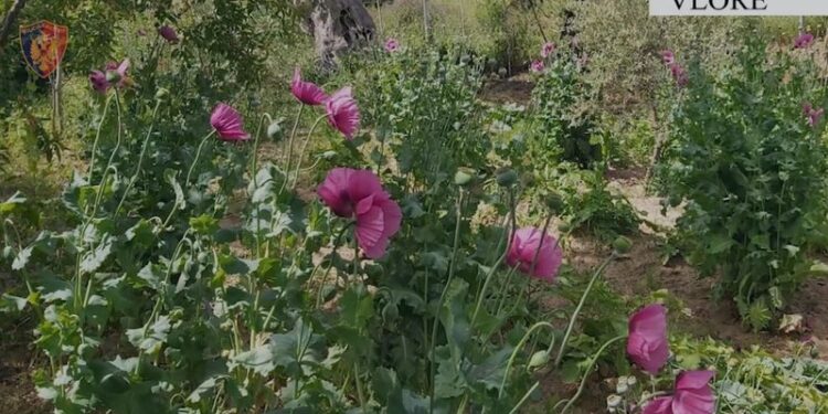 Zbulohet për herë të parë plantacion me opium në Shqipëri, policia del me njoftimin e fundit