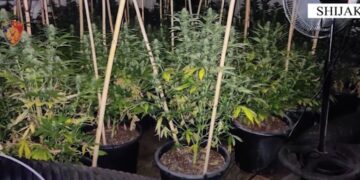 “U kisha para borxh, më kërcënuan ”, kapet në një fermë kanabisi, e pëson keq i riu shqiptar në Britani