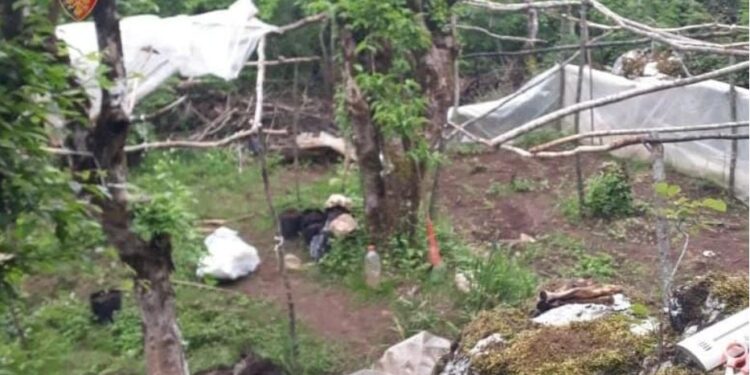U kap duke punuar në parcelat me kanabis, arrestohet 33-vjeçari në Mat, asgjësohen 350 bimë narkotike