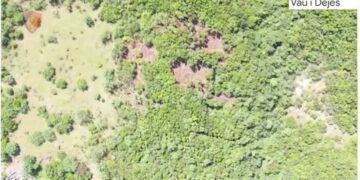 Asgjesohen 1030 bimë kanabisi në Vaun e Dejës