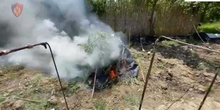 Kishin kthyer banesën në “shtëpi bari”, arrestohet babai në Krujë, në kërkim djali i tij