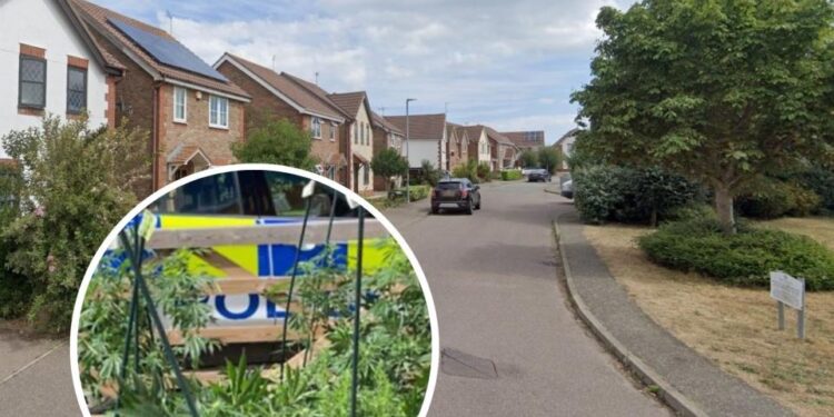 Kapet në një ‘fermë’ kanabisi, arrestohet 20-vjeçari shqiptar në Britani