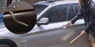 Panik në Tiranë, gjarpri 2 metra tmerron qytetarin, i futet në makinë