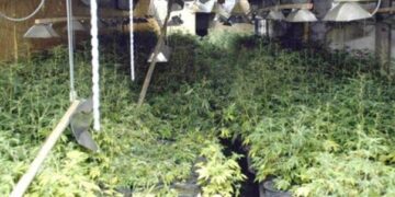 U kap me rreth 1000 rrënjë kanabisi në banesë, përfundon në pranga i riu