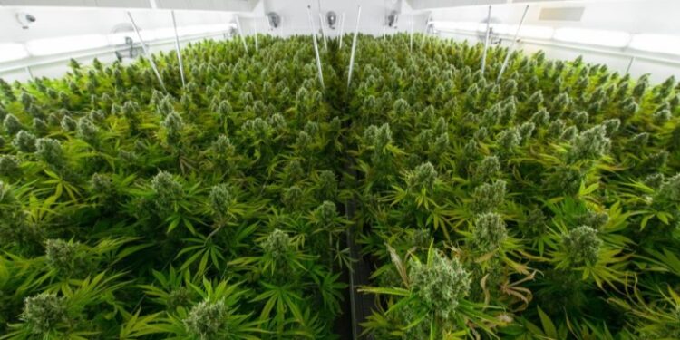 Pjesë e bandave të drogës, arrestohen dy shqiptarë në Britani