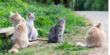 Braktisi në rrugë 4 mace, greku gjobitet me 120 mijë euro