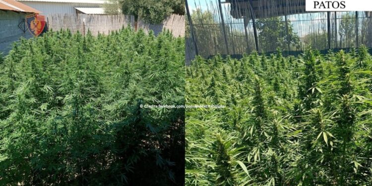 Prangosen babë e bir në Patos, oborri i shtëpisë si parcelë me drogë